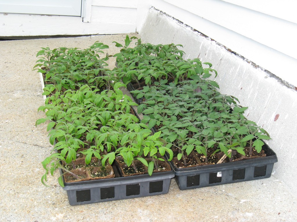 Tomato Seedling Plants