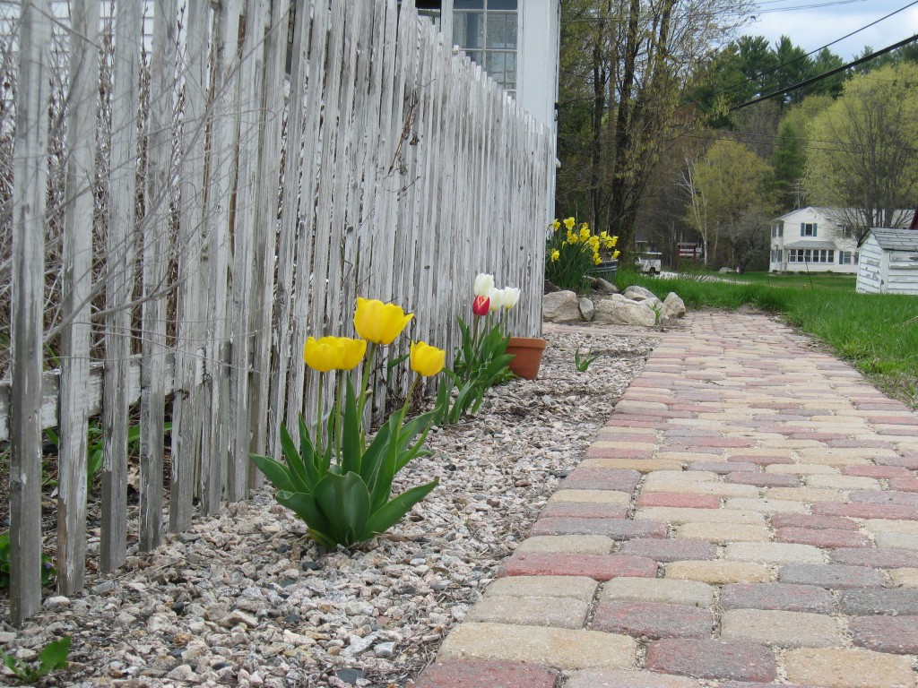 Tulips Along the Walkway