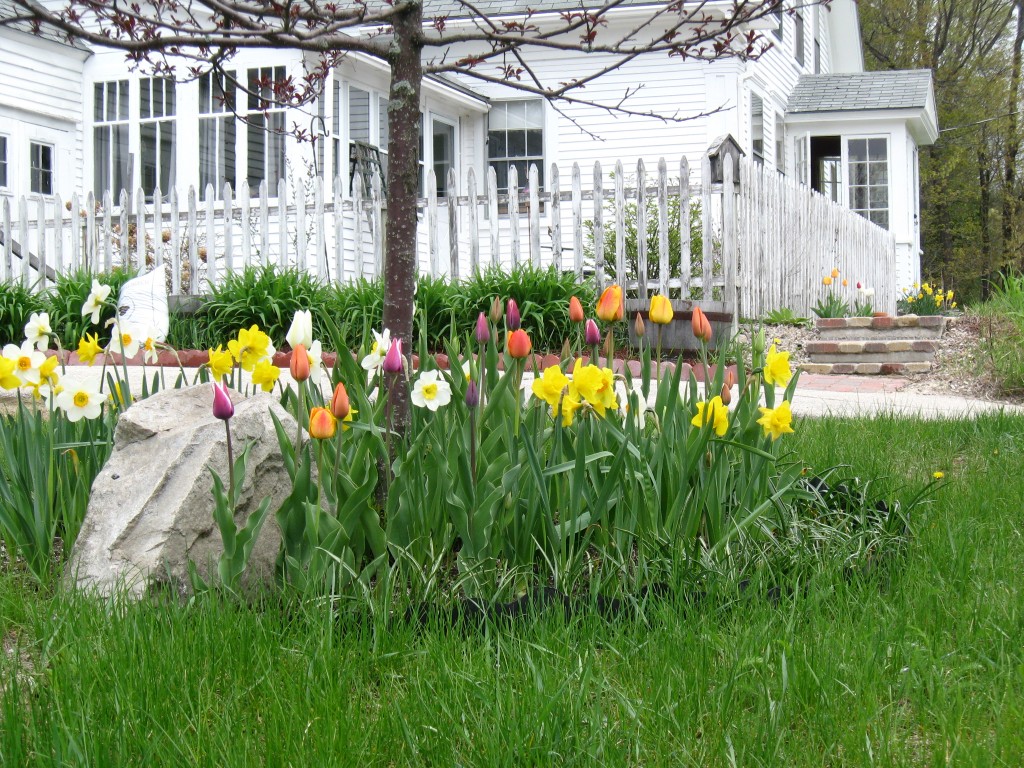 Blossoming Tulip Flowers