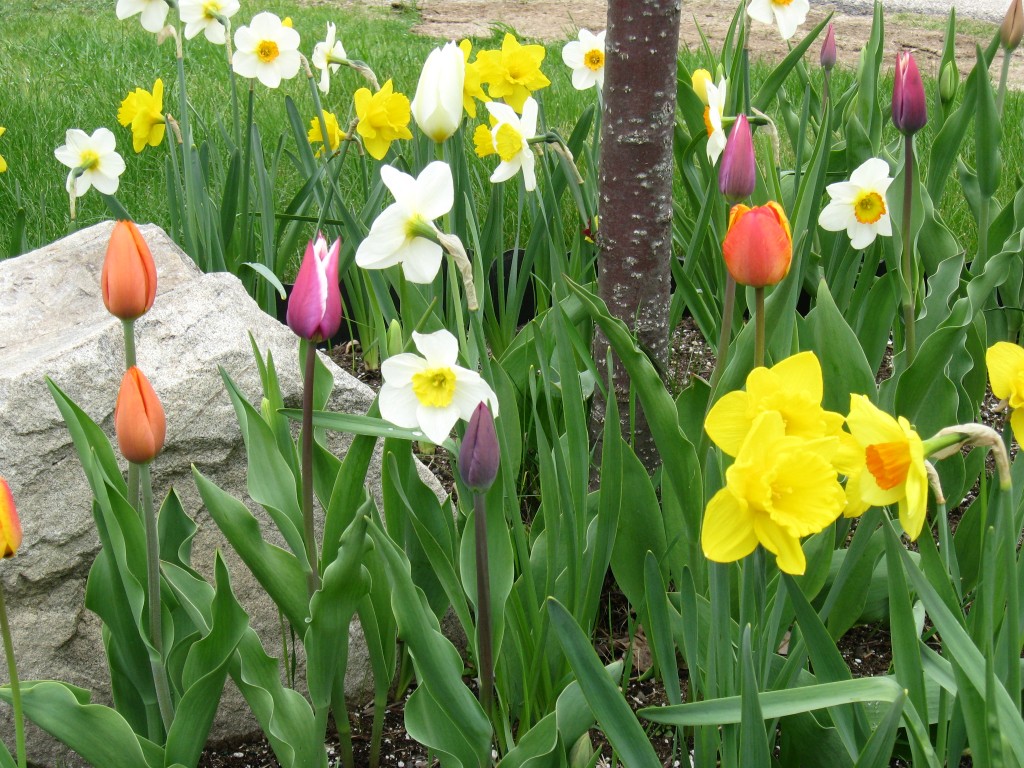 Colorful Tulips and Daffodills in Bloom