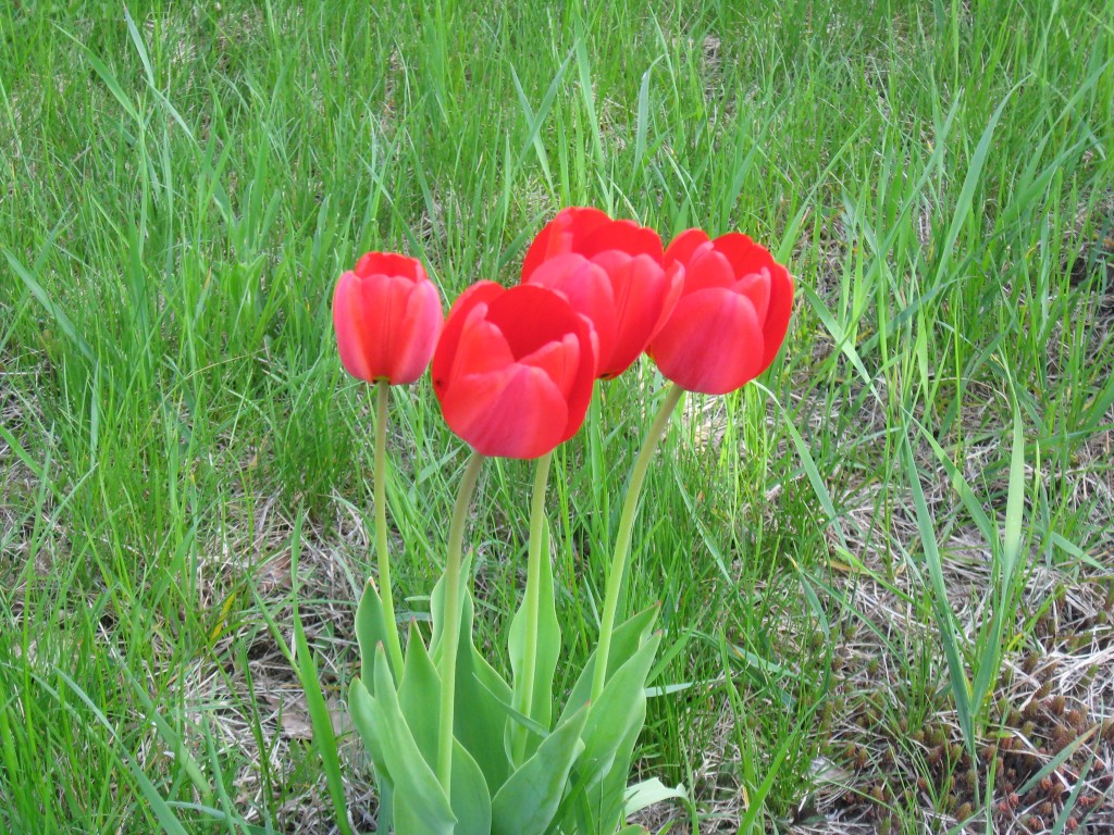 Red Tulips in Bloom