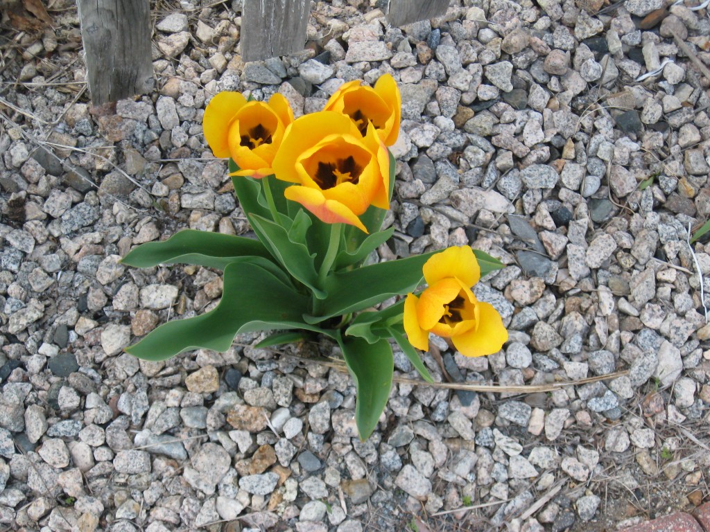 Yellow Tulips in Bloom