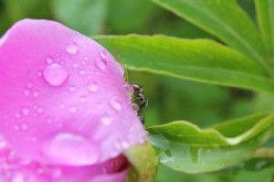 ant on peonie flower