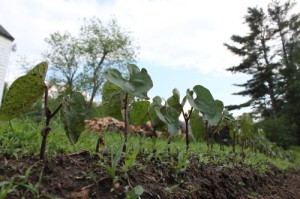 bean stalks