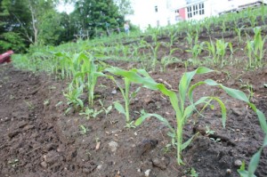 cornstalks