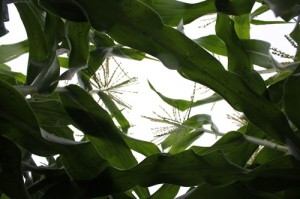 Corn Plants