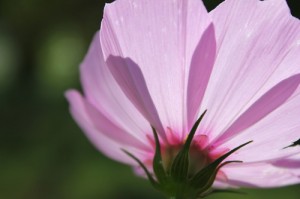 Cosmos Flower