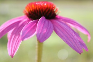 Echinacea - Purple Cone Flower