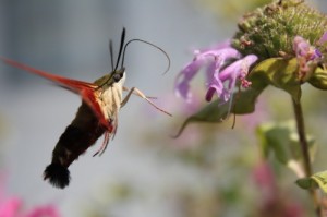 Hummingbird Moth Hovering Near a Flower