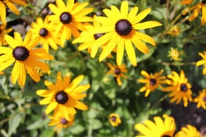 Rudbeckia - Black Eyed Susan Flower