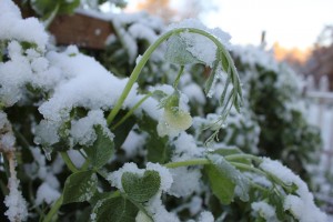 Snow Peas