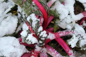 Bright Lights Swiss Chard