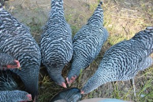 Plymouth Barred Rock Laying Hens