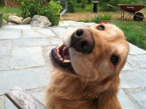 Piper on the Patio