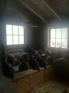 Chickens on roost