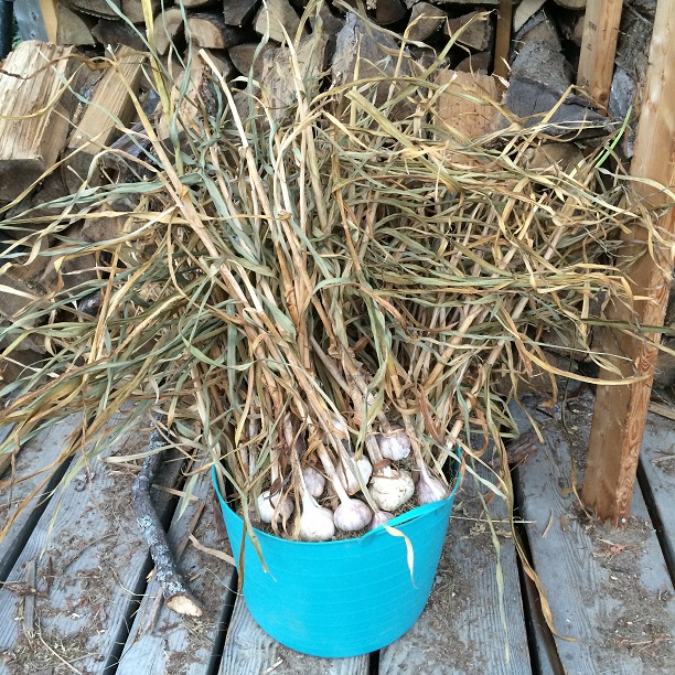 harvesting garlic