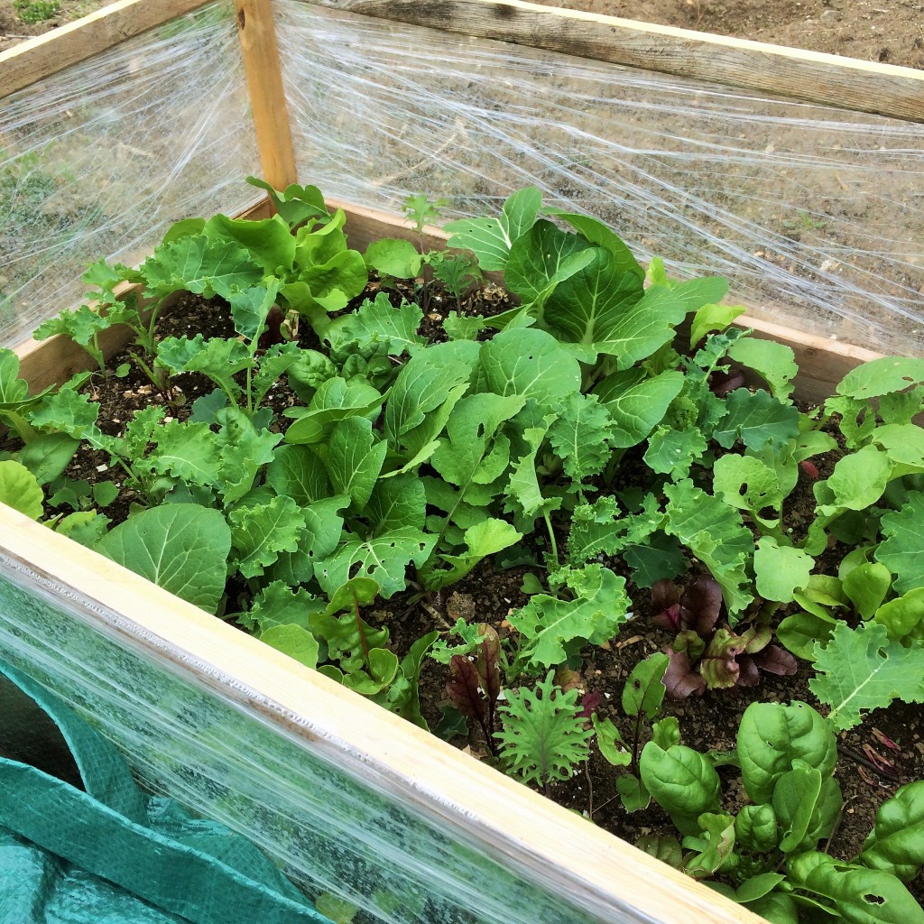 mini cold frame