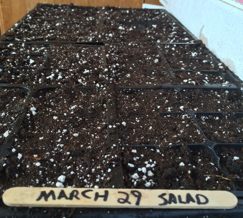 seedling tray